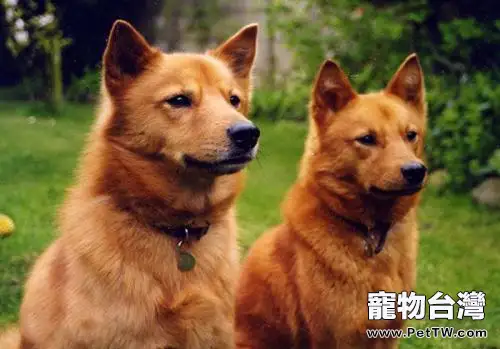養芬蘭狐狸犬可以嗎