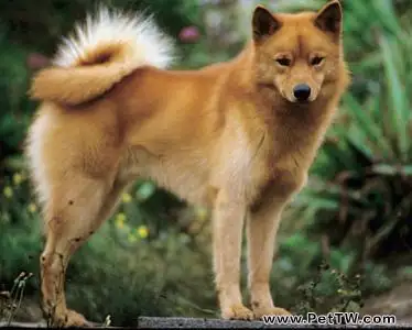 養芬蘭狐狸犬可以嗎