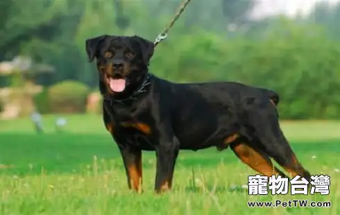  世界獵犬十大排名