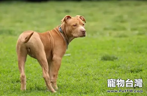  世界獵犬十大排名