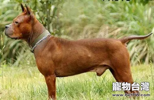  世界獵犬十大排名