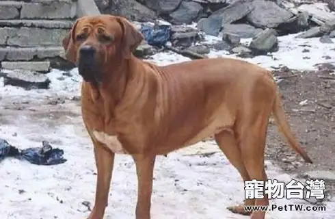  世界獵犬十大排名