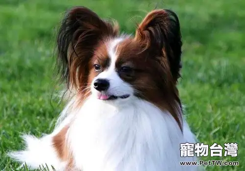 蝴蝶犬好養嗎?蝴蝶犬飼養(共3張圖片)-寵物台灣