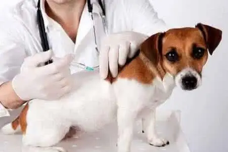 幼犬打疫苗多少錢