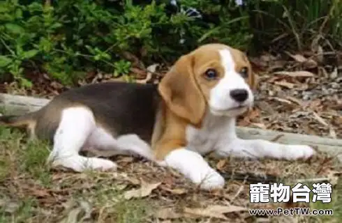 獵兔犬怎樣餵養 獵兔犬怎樣餵養