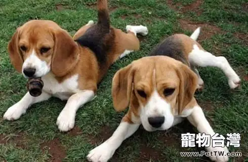 獵兔犬怎樣餵養?獵兔犬餵養(共3張圖片)-寵物台灣