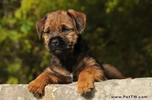 邊境梗怎麼分辨 邊境梗怎麼分辨