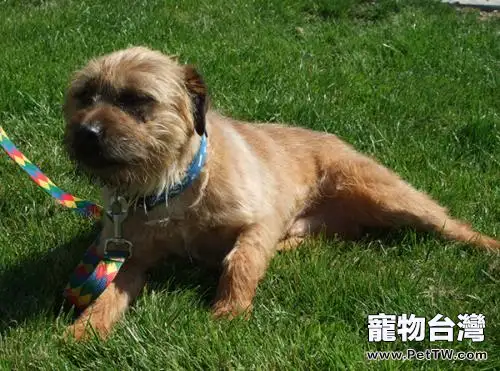 邊境梗怎麼分辨 邊境梗怎麼分辨