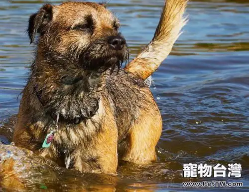 邊境梗怎麼分辨?邊境梗打獵怎麼樣?(共3張圖片)-寵物台灣