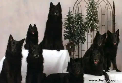 西帕凱犬