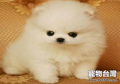 博美掉毛怎麼辦 博美掉毛怎麼辦