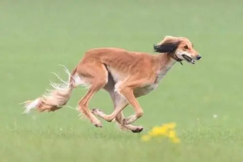 薩路基獵犬價格