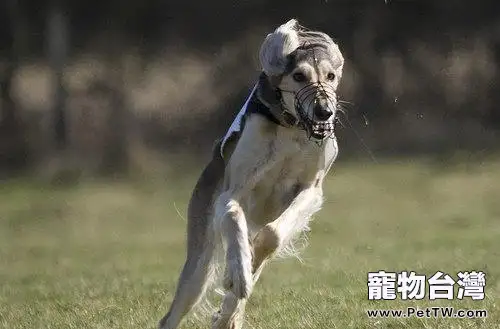 薩路基獵犬價格