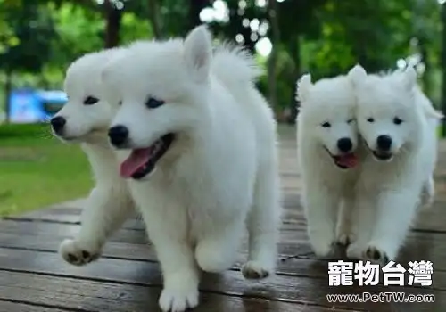銀狐犬和博美 犬(松鼠狗)怎麼分辨?銀狐犬和博美 犬(松鼠狗)的區別0(共3張圖片)-寵物台灣