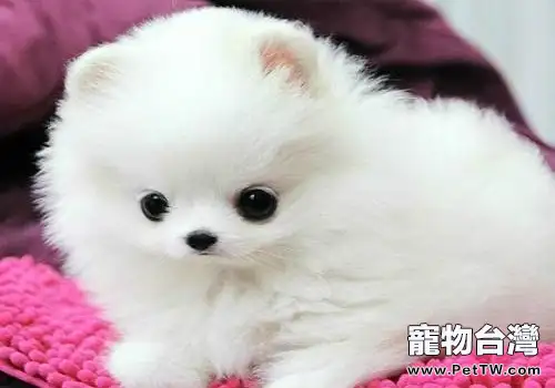 銀狐犬和博美 犬（松鼠狗）的區別