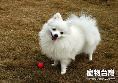 銀狐犬和博美 犬（松鼠狗）的區別