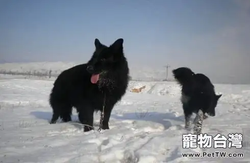 黑熊犬好養嗎