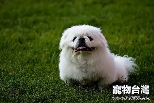 京巴狗壽命多長?京巴狗可以活多久(共3張圖片)-寵物台灣