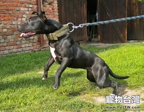 比特犬為什麼見狗就咬