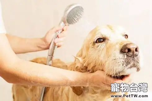 一個月的小狗能洗澡嗎