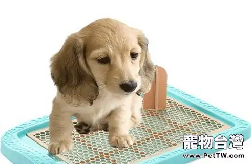 怎麼教狗狗大小便