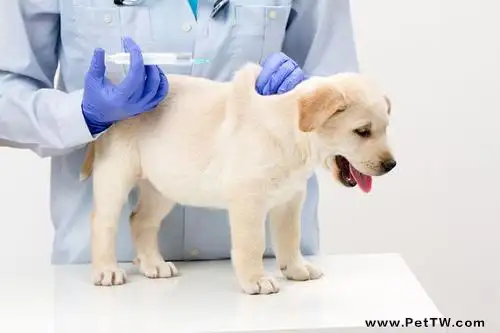 幼犬疫苗怎麼打