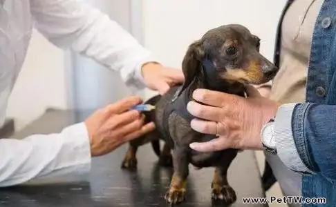 幼犬疫苗怎麼打