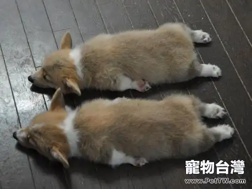 柯基什麼時候短尾