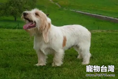 怎麼訓狗?訓狗技巧(共3張圖片)-寵物台灣