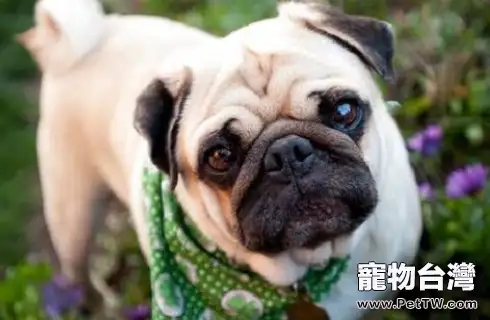 便宜的寵物狗有哪些？便宜的寵物狗推薦（共5張圖片）-寵物台灣