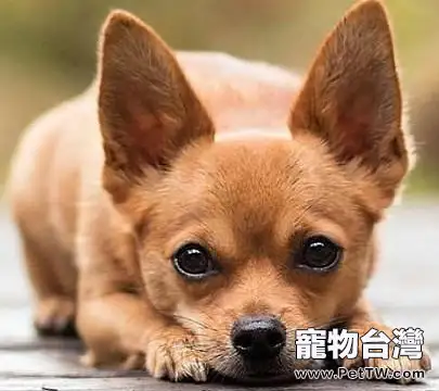 便宜的寵物狗