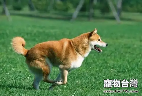 柴犬有幾種顏色