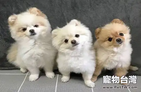 俊介好養嗎 俊介好養嗎