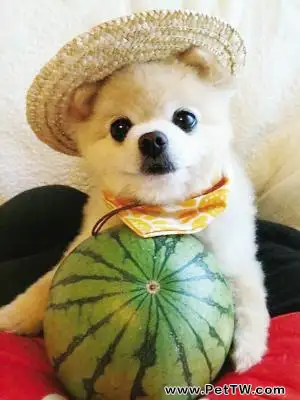 俊介好養嗎 俊介好養嗎