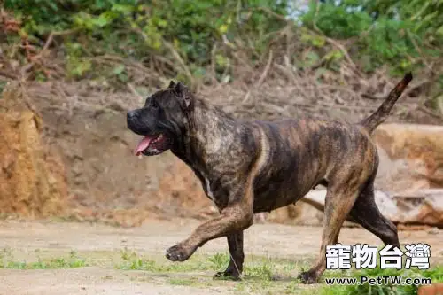 比比特犬還厲害的狗