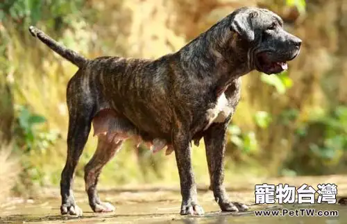 比比特犬還厲害的狗