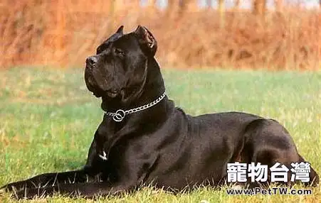 護衛犬有哪些