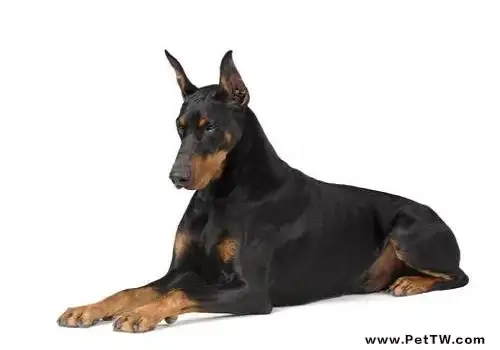 護衛犬有哪些