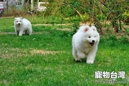 如何飼養薩摩耶幼犬