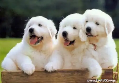 大白熊犬能長多大?超大型犬介紹(共3張圖片)-寵物台灣