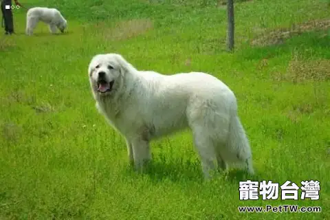 大白熊犬能長多大