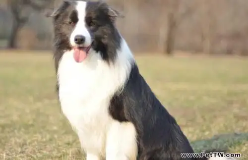 邊境牧羊犬怎麼挑選