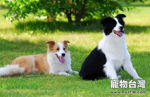 邊境牧羊犬怎麼挑選