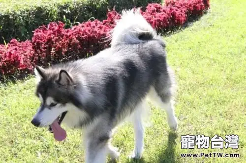  阿拉斯加雪橇犬脾氣怎麼樣