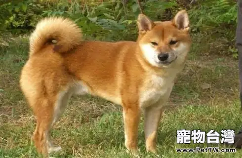 中華田園犬怎麼訓練