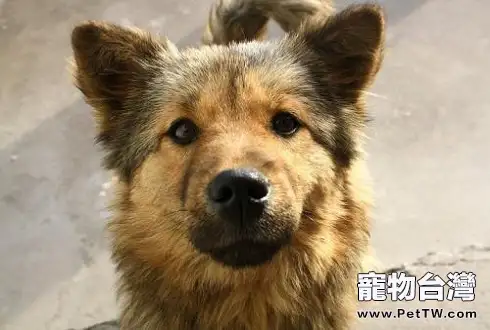 中華田園犬怎麼訓練