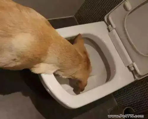 狗吃自己的屎什麼原因