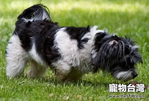 狗吃自己的屎什麼原因