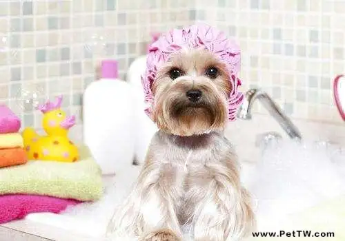 狗多久洗一次澡