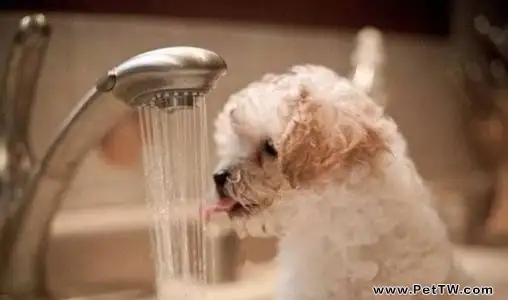 狗多久洗一次澡